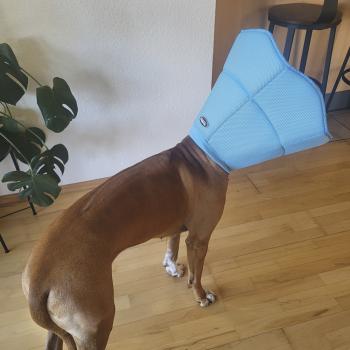 Schutzkragen Stoff - stufenlos verstellbarer Halskragen für Hunde und Katzen als Leckschutz nach OP zur Wundversorgung