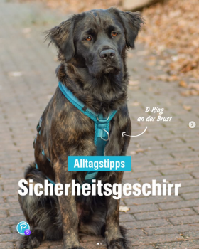 neue Ausführung mit D-Ring an der Brust