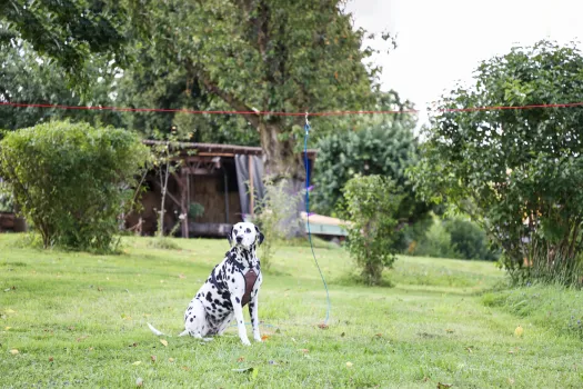 Laufleine Komplettset für Garten, Camping und Baggersee, inkl 15 m Schleppleine, Anlegespirale und 3 m Führleine, Zugentlastung