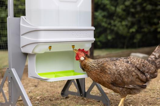 SmartCoop Geflügeltränke 10L Hühnertränke mit Wandhalterung