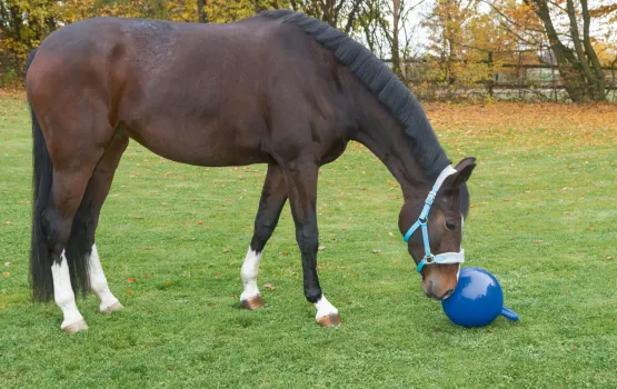Pferdeball - Spielball für Pferde gegen Langeweile und Verhaltensstörungen und Apportierspielzeug für große Hunde