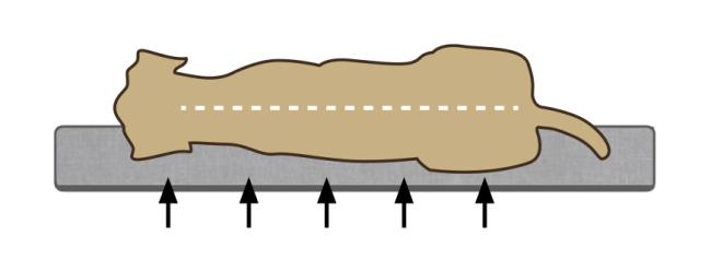 Beeztees Orthopädisches Hundekissen - Memory Foam Lounge Kissen Ruba -  wasserdicht, waschbar bei 60°C