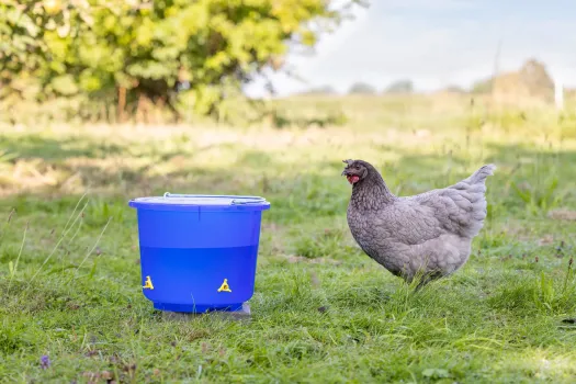 Geflügel Tränkeeimer - Geflügeltränke 12 Liter, blau / transparent, 4 Nippel zum Hinstellen