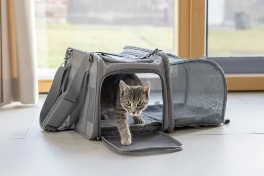 Transporttasche für kleine Hunde z.B. Chihuahuas und Katzen, mit Auslauf, ideal für Camping, Ausflüge etc 44 x 31 x 30cm