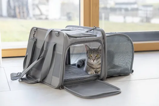 Transporttasche für kleine Hunde z.B. Chihuahuas und Katzen, mit Auslauf, ideal für Camping, Ausflüge etc 44 x 31 x 30cm