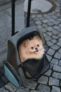 Hundetrolley Vacation 41 x 26 x 55 / 103 cm, grau / blau - Trolley für kleine Hunde - Transporttrolley als Autositz und Hunderucksack nutzbar