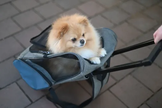 Hundetrolley Vacation 41 x 26 x 55 / 103 cm, grau / blau - Trolley für kleine Hunde - Transporttrolley als Autositz und Hunderucksack nutzbar