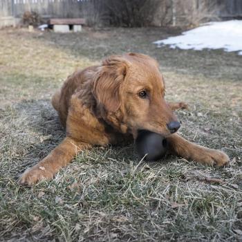 KONG Extreme Ball - sehr robustes Apportierspielzeug - befüllbar