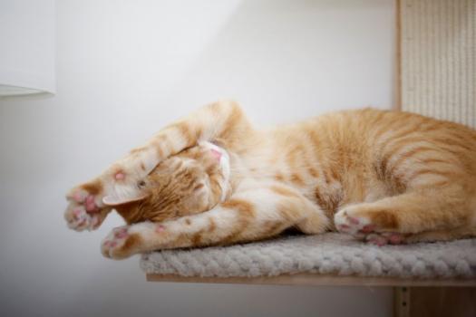 Kerbl Wandkratzbaum Timber - Katzenkratzbaum zur Wandmontage, beliebig erweiterbar mit allen Artikeln aus der Timber Serie 150 cm