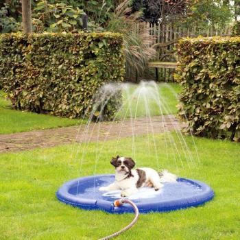 Hunde-Springbrunnen Wasser-Spielzeug