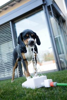 Springbrunnen für Hunde Bubble - Intelligenzspielzeug, Trinkbrunnen und Abkühlung in Einem