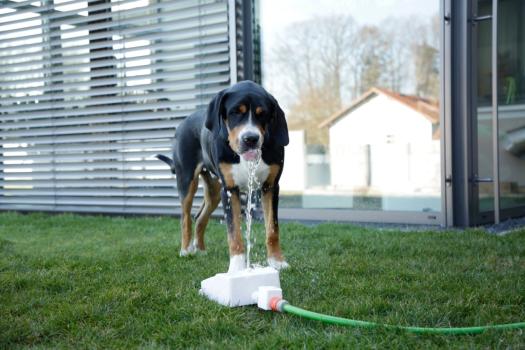 Springbrunnen für Hunde Bubble - Intelligenzspielzeug, Trinkbrunnen und Abkühlung in Einem