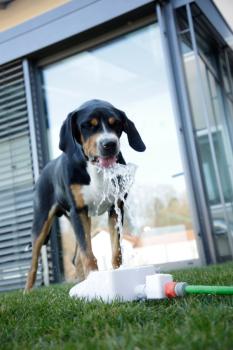 Springbrunnen für Hunde Bubble - Intelligenzspielzeug, Trinkbrunnen und Abkühlung in Einem