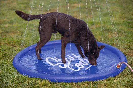 Hunde Wasser-Spielmatte - Wasserspielzeug, Sprinklermatte und Springbrunnen für Hunde als Alternative zum Hundepool