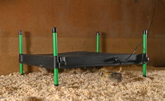 Wärmeplatte CosyHeat Kerbl für Küken, Vögel, Kitten und Hundewelpen