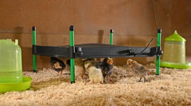Wärmeplatte CosyHeat Kerbl für Küken, Vögel, Kitten und Hundewelpen