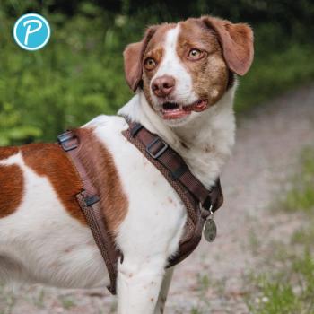 Petlando Geschirr Mesh Y-Comfort Brustgeschirr für Hunde - Hundegeschirr