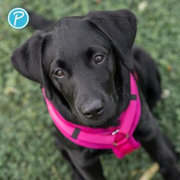 Petlando Geschirr Mesh Y-Comfort Brustgeschirr für Hunde - Hundegeschirr