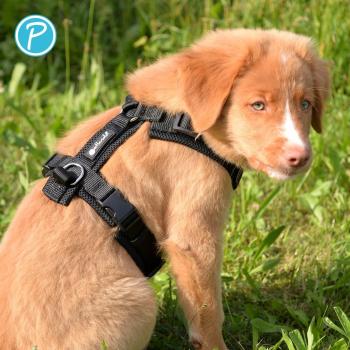 Petlando Geschirr Mesh Y-Comfort Brustgeschirr für Hunde - Hundegeschirr