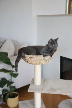 Katzen Kratzbaum Kerbl Banana Leaf Jade - handgeflochtene Liegefläche und Höhle aus nachhaltigen Bananenblättern