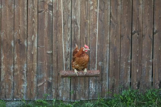 Hühnerschaukel - Schaukel für Hühner, Geflügel und große Vögel