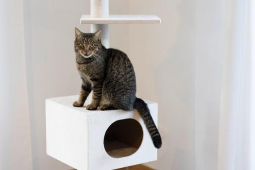 Kratzbaum deckenhoch Kerbl Ferdi weiß - Katzenbaum [240-260cm] mit Deckenspanner