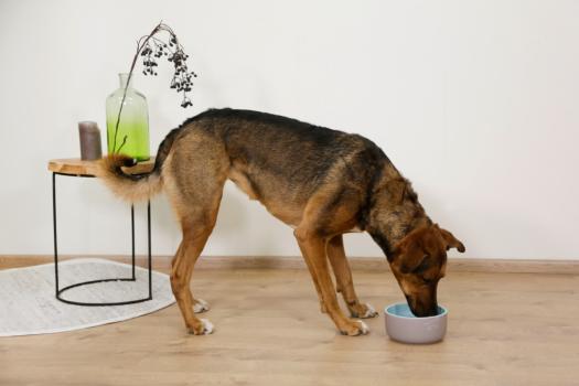 Keramiknapf 2er Set für Hunde Dog Spirit - Futternapf und Wassernapf Hundenapf Keramik