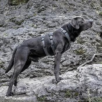 Petlando Sicherheitsgeschirr gepolstert - ausbruchsicheres Hundegeschirr - Panikgeschirr petrol, schwarz, anthrazit