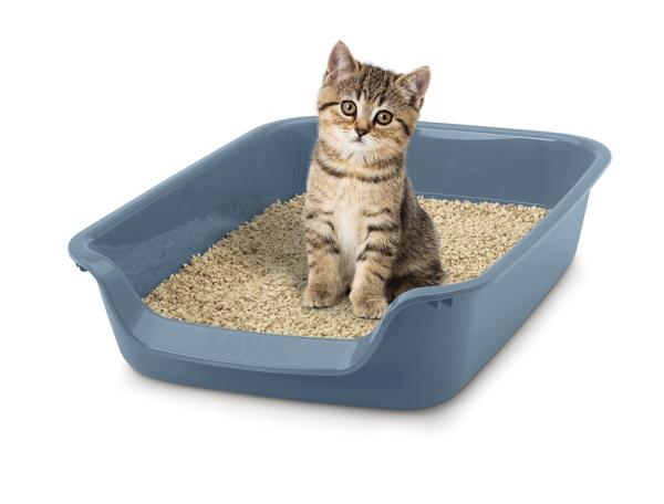 Katzentoilette für kleine Katzen und Kitten