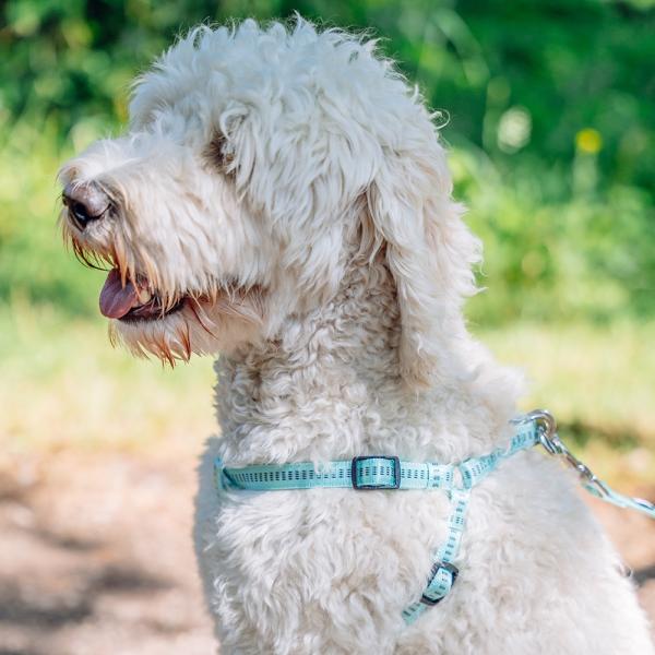 Step-in-Geschirr für Hunde - Nobby Hundegeschirr Nylon Soft Grip