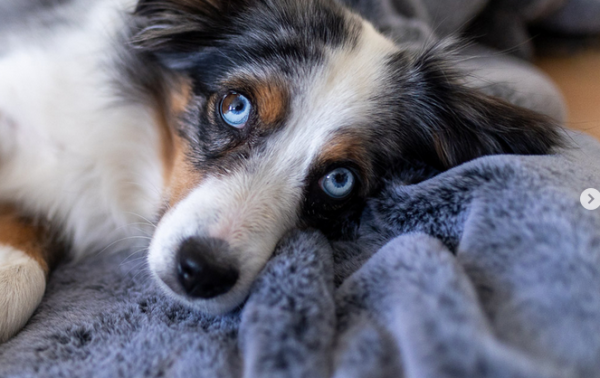 Kuscheldecke Alaska von Petlando - Hundedecke - Katzendecke - Reisedecke - Einlage Transportbox