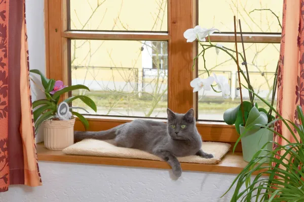 Kerbl Fensterliegekissen für Katzen selbstwärmend - Katzenbett für Fensterbank 60 x 26 x 2 cm, waschbarer Bezug
