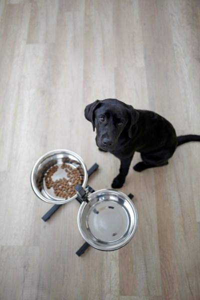 Hundenapf höhenverstellbar - 2 x 2800 ml stufenlos verstellbare Futterbar für große Hunde, schwarz