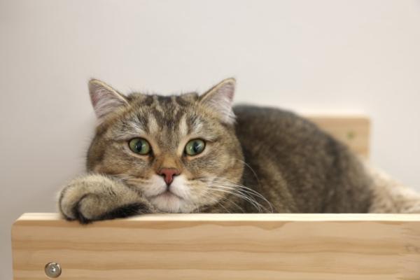 Hängematte für Katzen Timber Wandmontage - Wandhängematte, Bezug waschbar