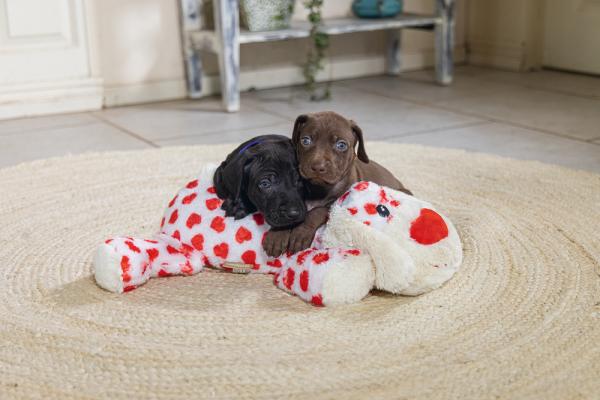 Beeztees XL Kuscheltier Suki für Hunde - Plüschhund mit Herzen - Hundespielzeug