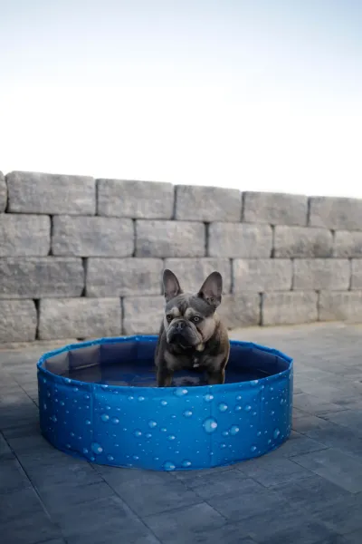Hundepool Bubble - Planschbecken für Hunde, ideale Abkühlung für heiße Tage, kann flexibel aufgebaut werden ( auch eckig )