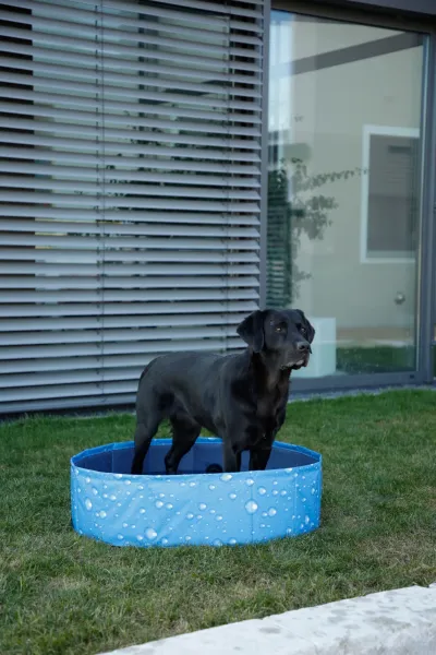 Hundepool Bubble - Planschbecken für Hunde, ideale Abkühlung für heiße Tage, kann flexibel aufgebaut werden ( auch eckig )