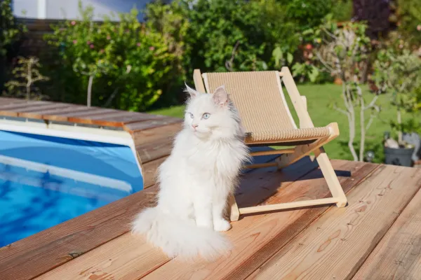 Katzenbett Liegestuhl Beach - Liedgemulde für Katzen zum Relaxen, Dösen und Kratzen