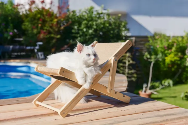 Katzenbett Liegestuhl Beach - Liedgemulde für Katzen zum Relaxen, Dösen und Kratzen