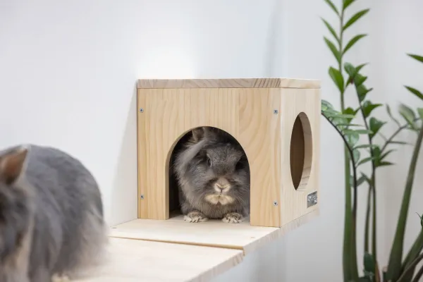 Kletterwand für Nager und Katzen - Kleintier Wand Parcours Sidewalk / Catwalk 3-teilig - Kaninchen, Frettchen, Kaninchen und Katzen Wandmontage