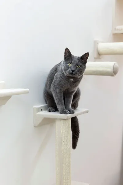 Kletterwand Monte Falco für Katzen, 6-teilig, beige - Wandkratzbaum beliebig montierbar und erweiterbar