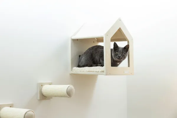 Kletterwand Monte Falco für Katzen, 6-teilig, beige - Wandkratzbaum beliebig montierbar und erweiterbar