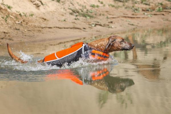 Knuffelwuff Schwimmweste für Hunder Storm - Hundeschwimmweste und Sicherheitsweste mit Griff, ideal als Tragehilfe