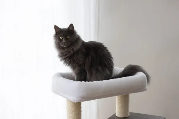 Kratzbaum für Katzen Flair - 86 cm - weiß / grau Echtholz, Designer Katzenbaum im edlen Look