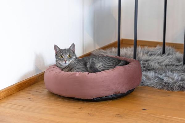 Katzenbett Velvet - Donut / Körbchen für Katzen und kleine Hunde z.B. Chihuahuas