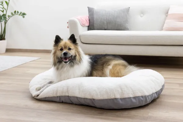 Hundekissen Zoe oval Cordoptik, ideale Einlage für den Hundekorb oder Hunderbox, waschbar