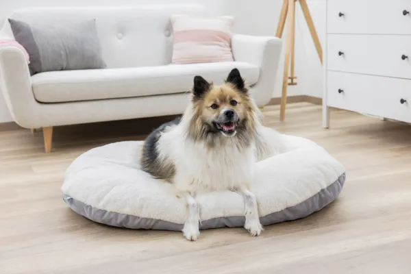 Hundekissen Zoe oval Cordoptik, ideale Einlage für den Hundekorb oder Hunderbox, waschbar