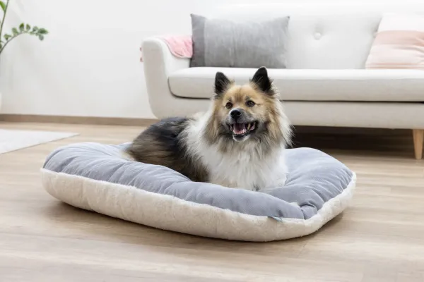 Hundekissen Zoe oval Cordoptik, ideale Einlage für den Hundekorb oder Hunderbox, waschbar
