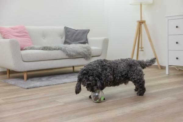 Multifeeder - Snackball, Futterbar und Schleckteller in Einem für Hunde und Katzen