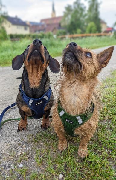 Petlando Mesh Vest Geschirr - Hundegeschirr - Brustgeschirr für Hunde